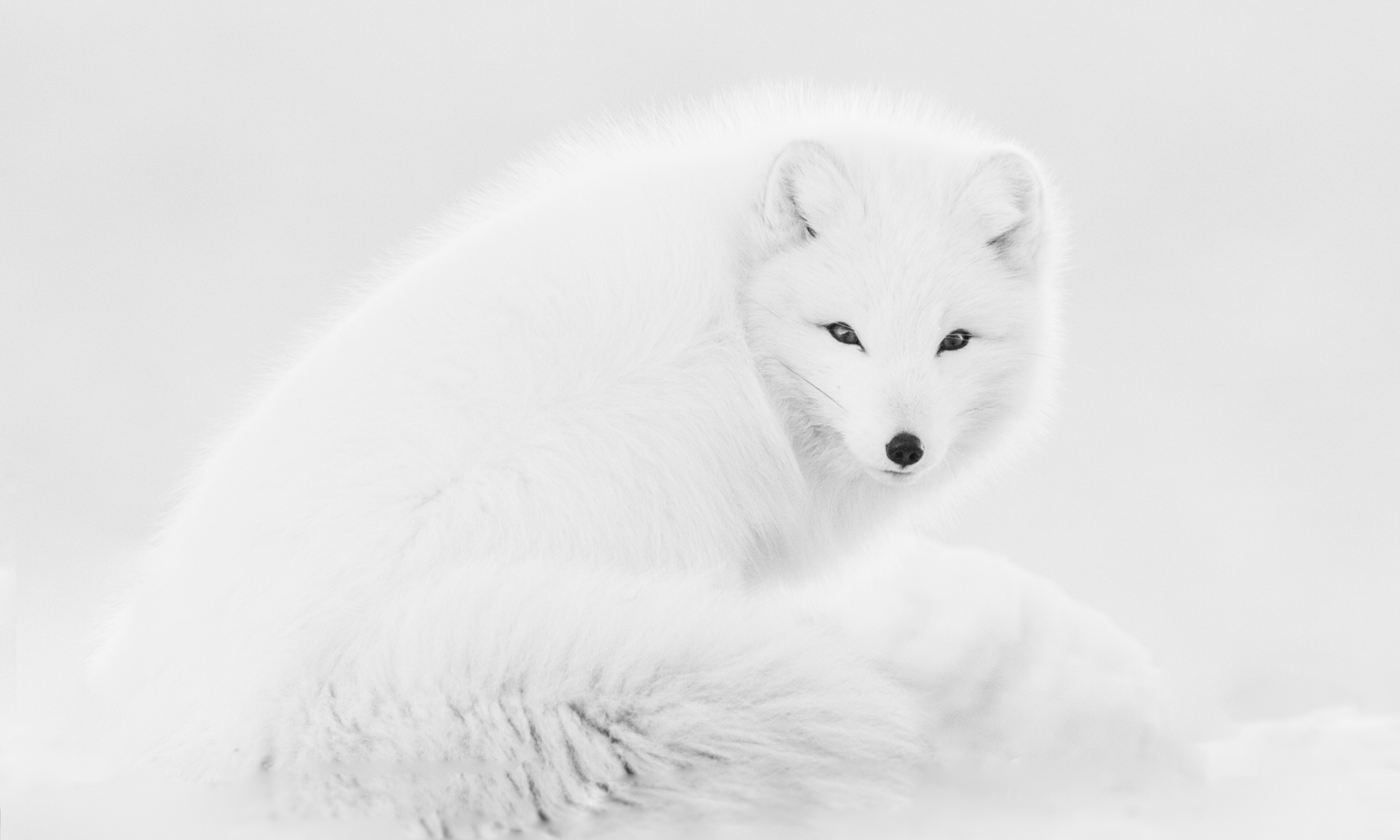 arctic fox, vulpes lagopus