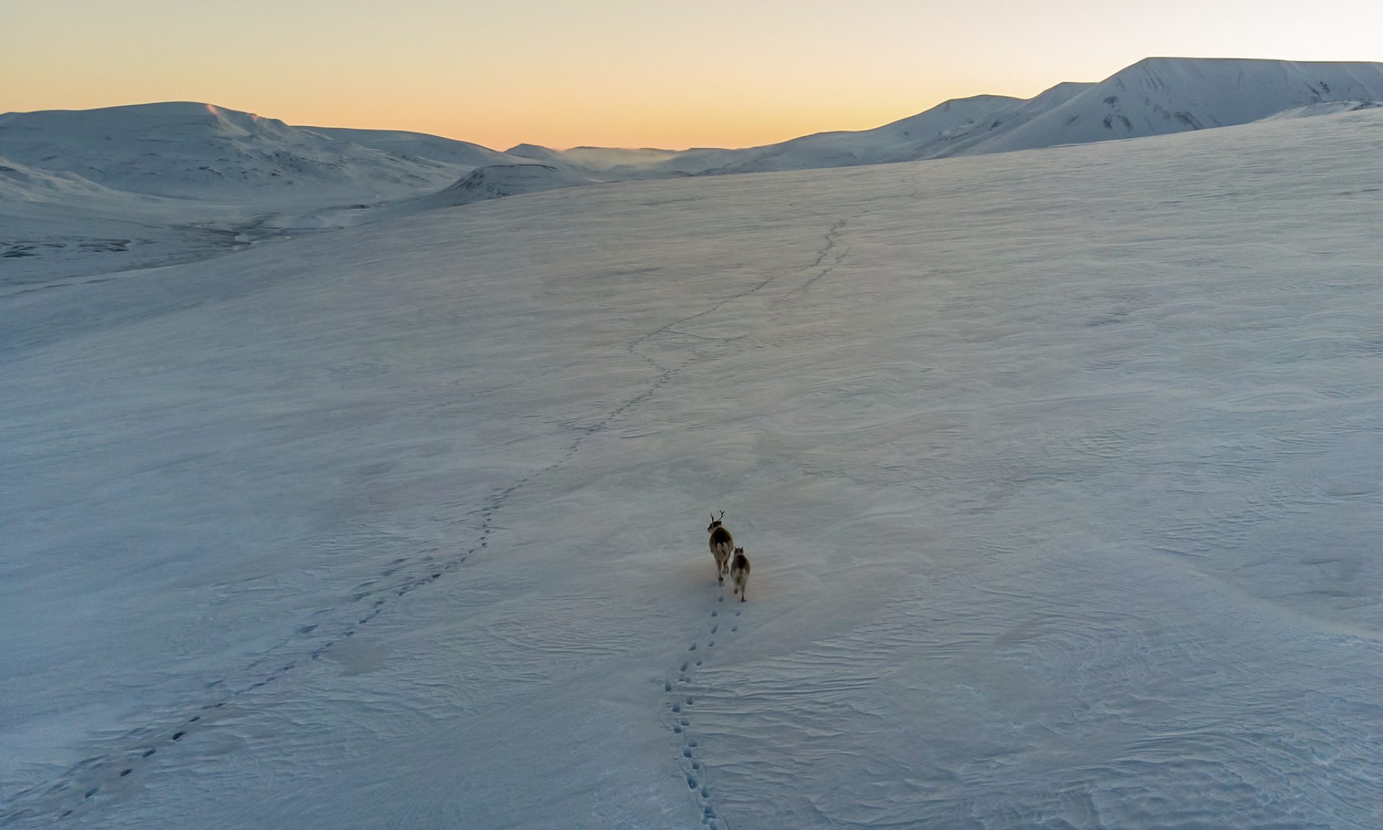 Two Svalbard raindeer walking on the Arctic field