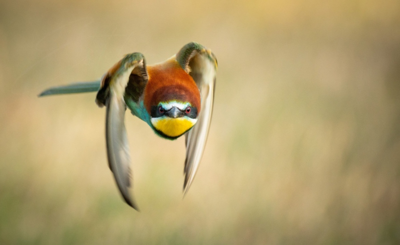 europen bee-eater