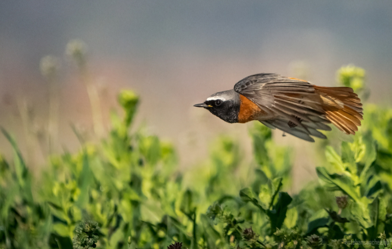 common redstart