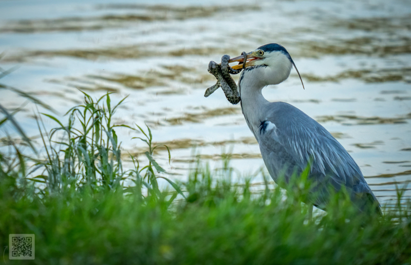 grey heron