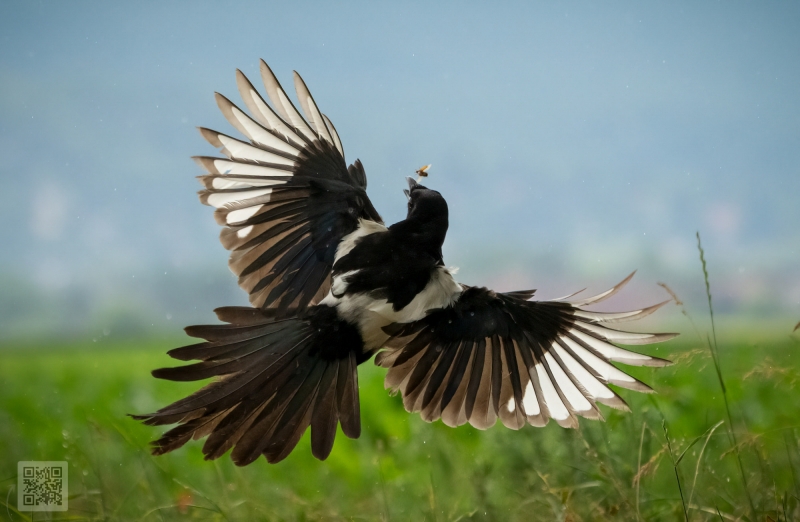 magpie hunting for fly