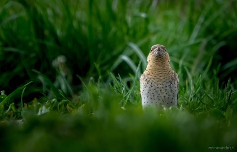 Eurasian wryneck