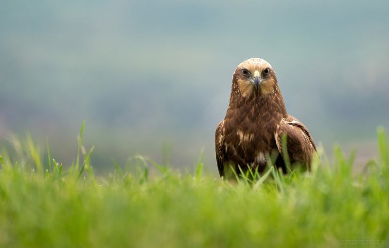 Western marsh harrier