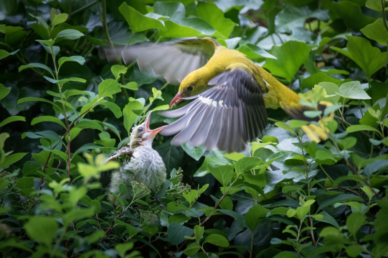 golden oriole