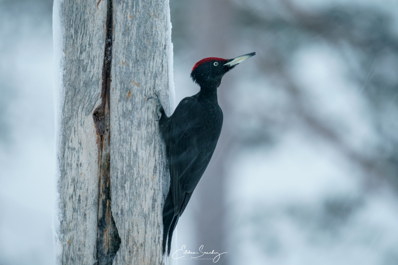 black woodpecker