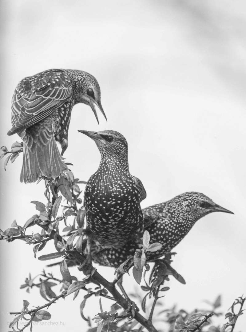 starlings