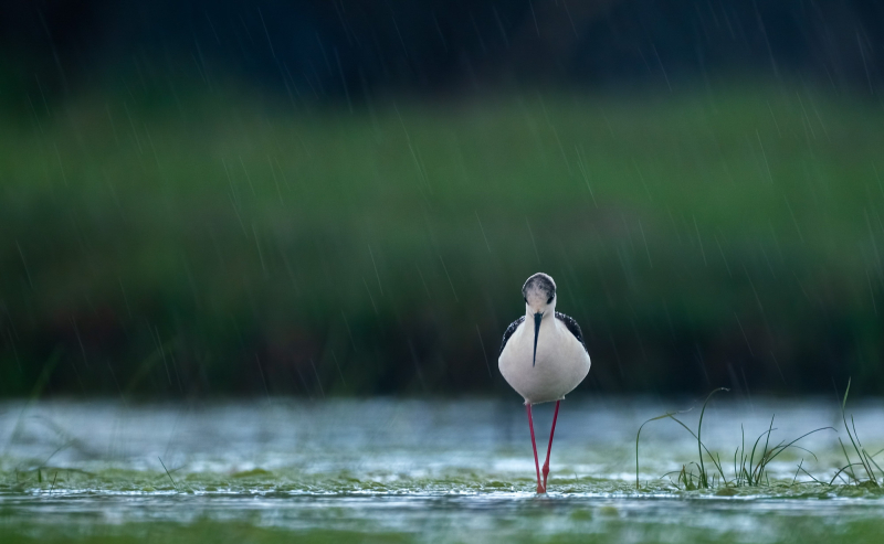 Black-winged stilt 