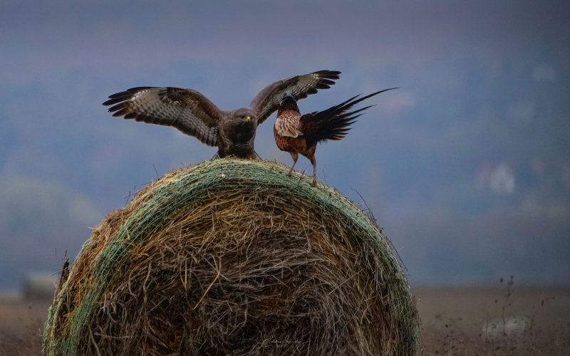 Ring-necked Pheasant and common buzzard