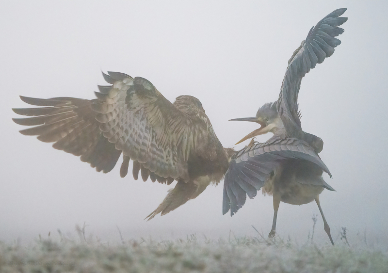 common buzzard attacks grey heron