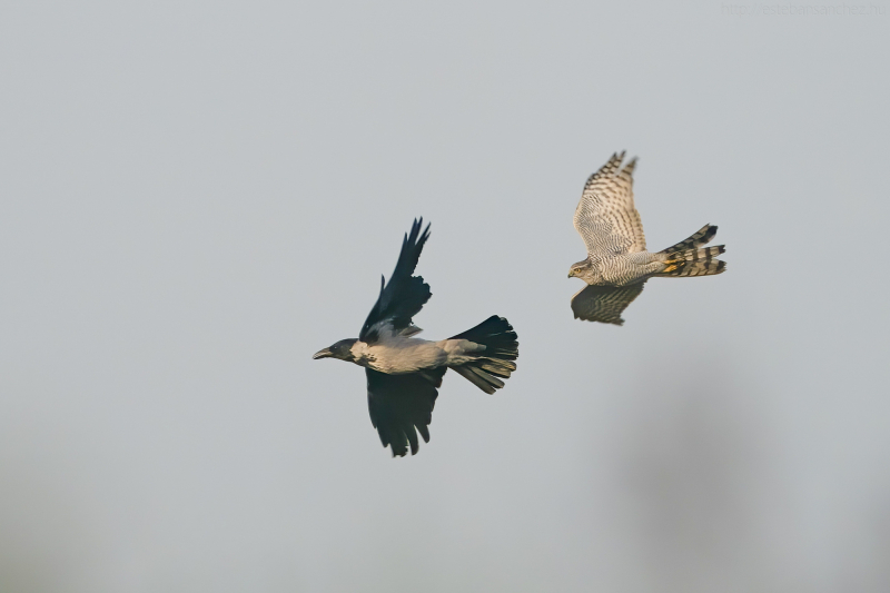 sparrowhawk attacks hooded crow