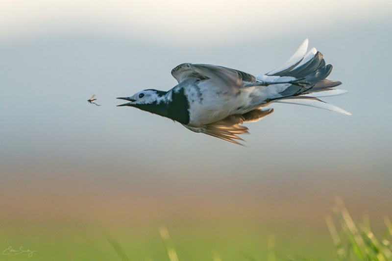 White wagtail 