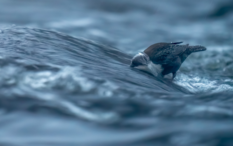 White-throated dipper