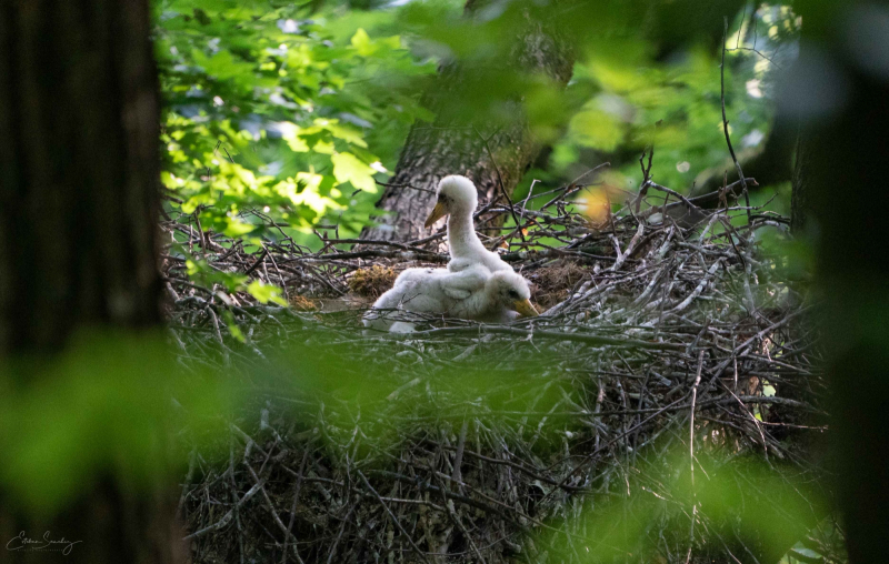 Black stork nestlings