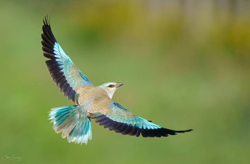 European roller