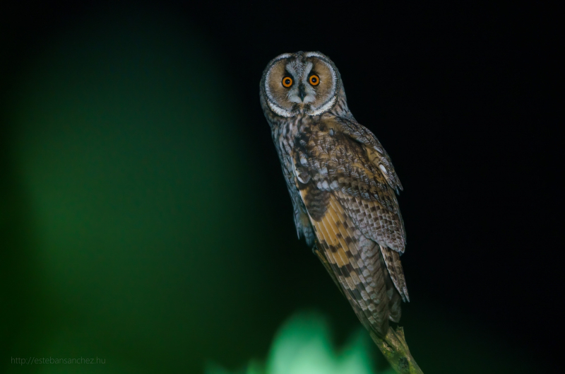 long eared owl