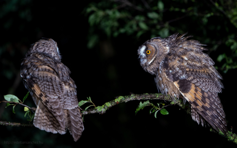 long eared owls