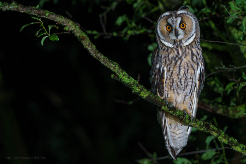 long-eared owl