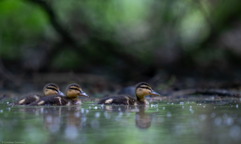 Mallards