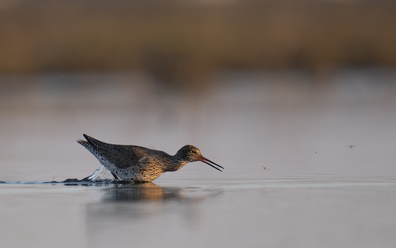 bird in lake