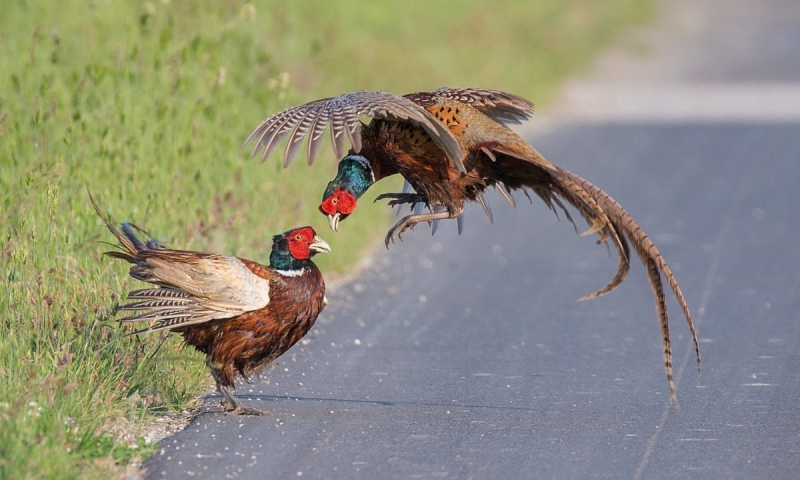 Ring-necked Pheasants