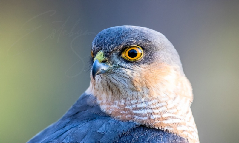 sparrowhawk