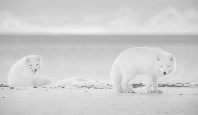 arctic foxes