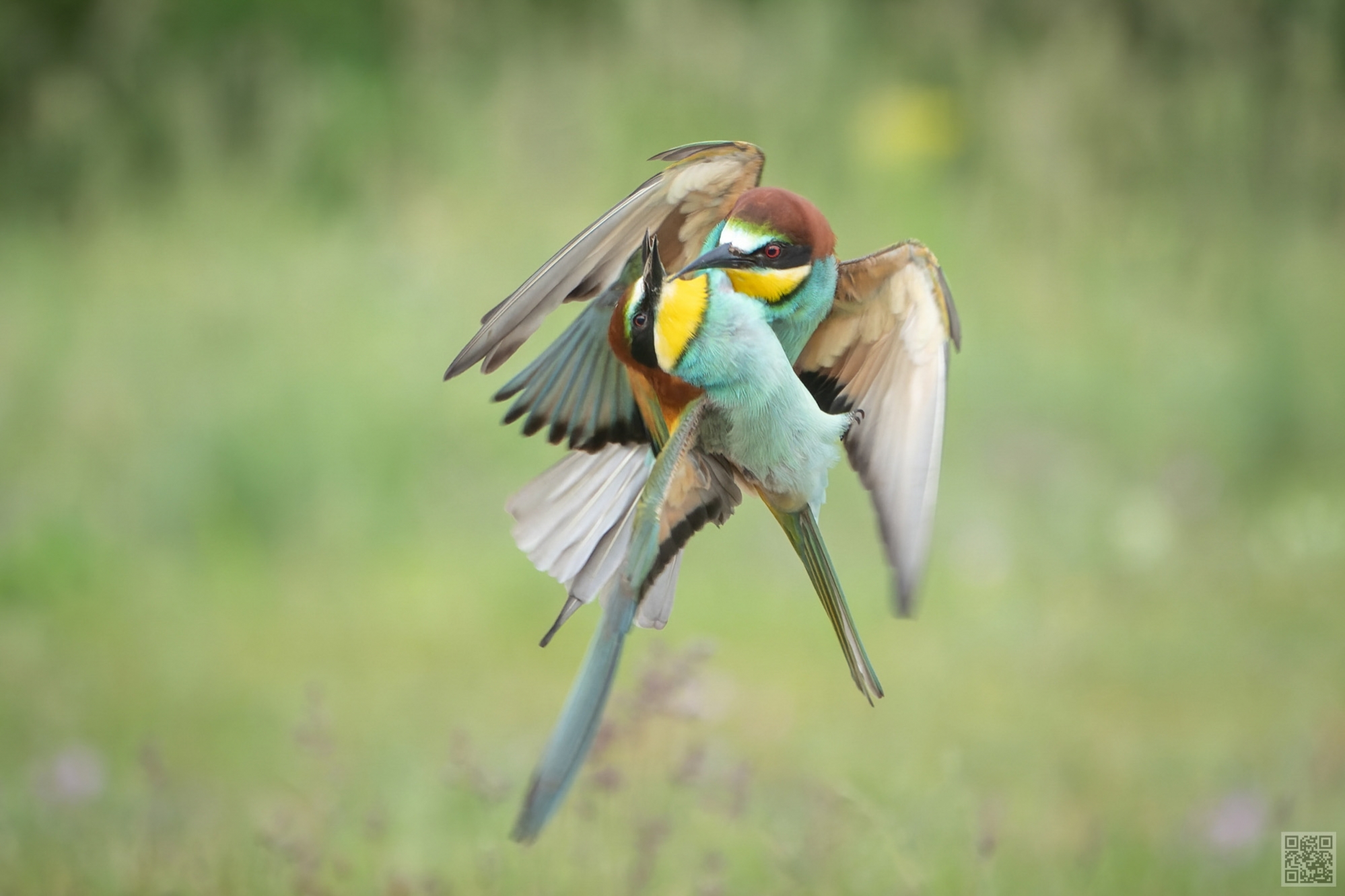 europen bee-eaters