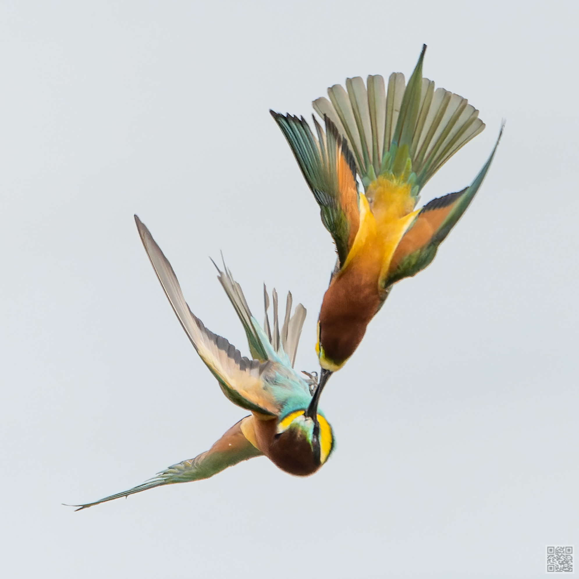 european bee-eaters