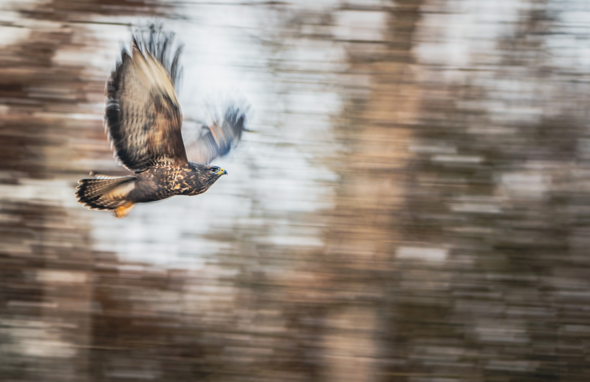 common buzzard