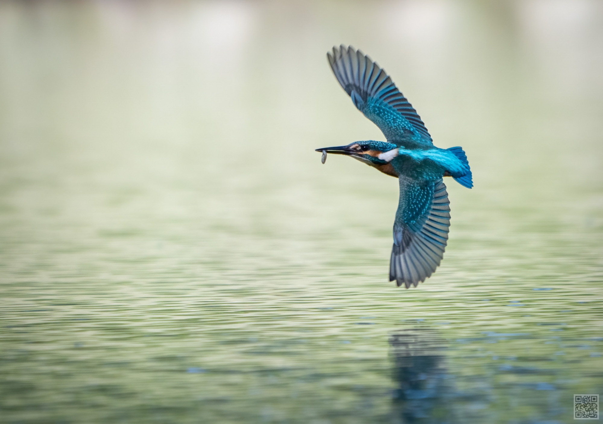 Kingfisher