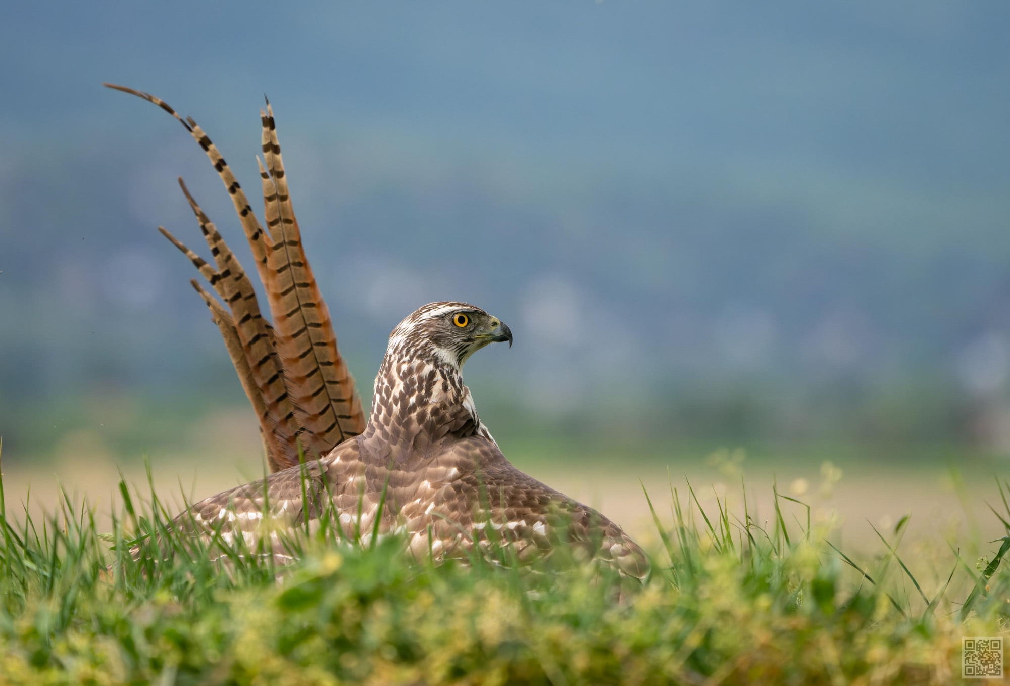 Goshawk with its Ring-necked Pheasant prey