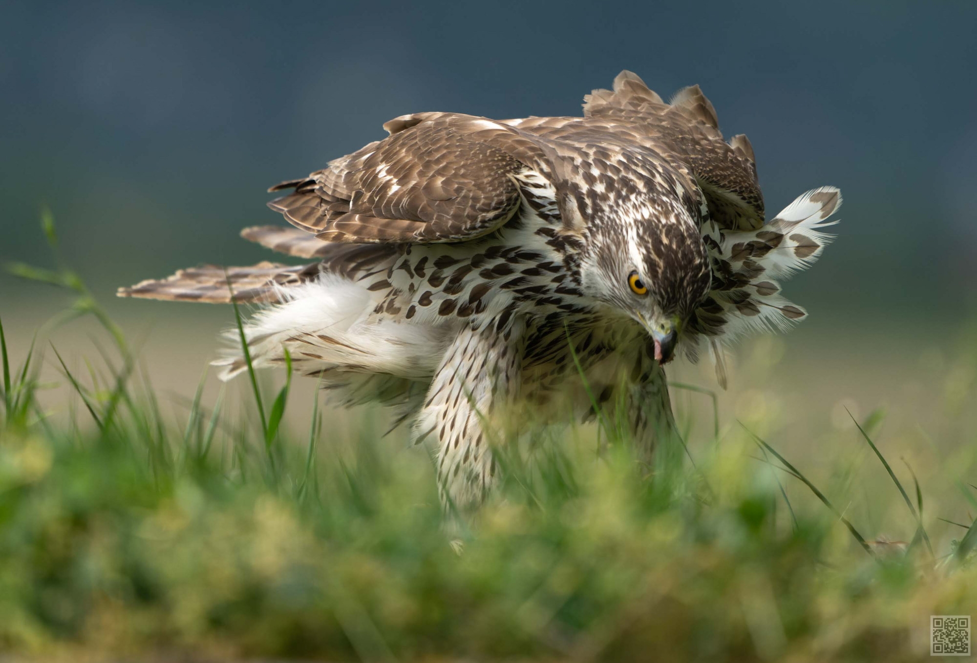 Goshawk