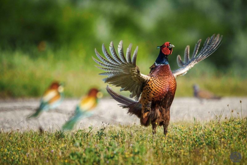pheasant with bee-eaters