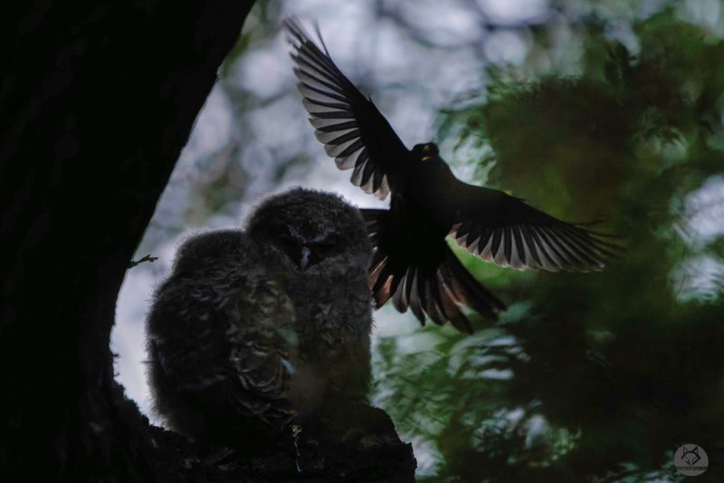 Owl chicks with black bird