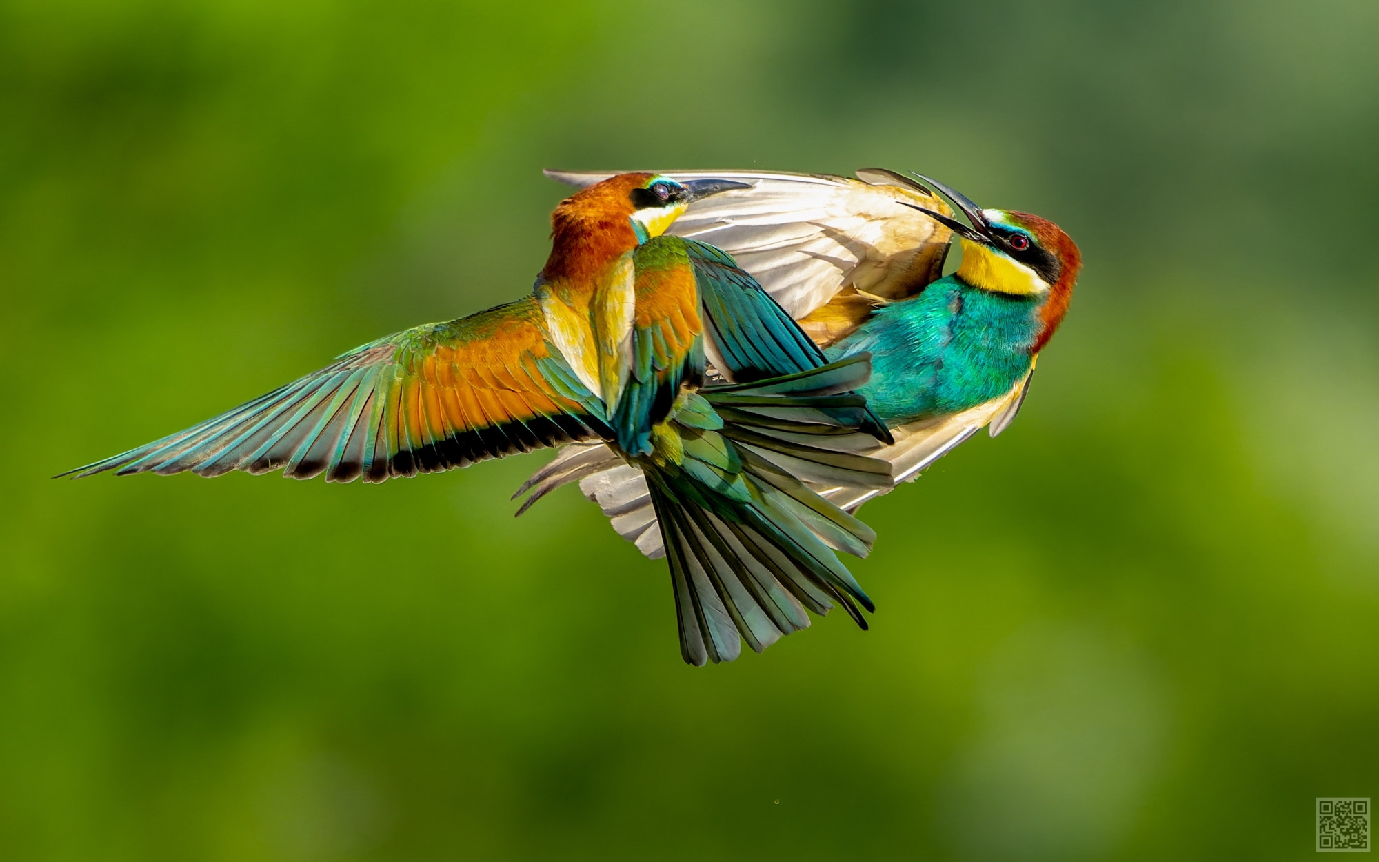 European bee-eaters