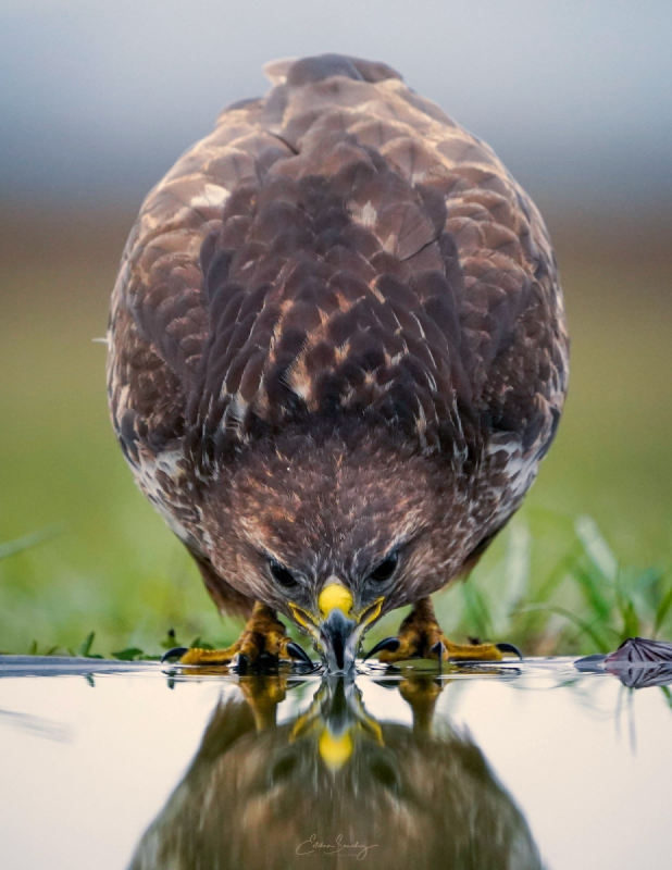 common buzzard