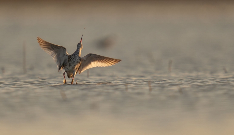 Common redshank