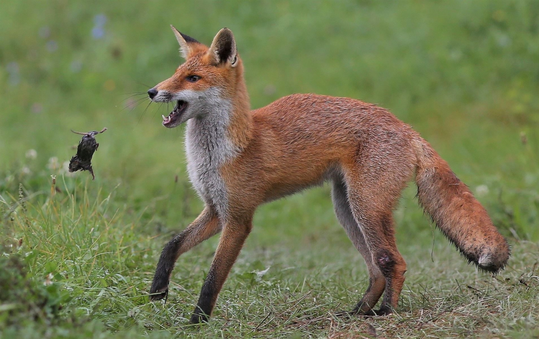 fox catches vole